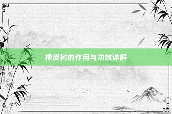 橡皮树的作用与功效详解